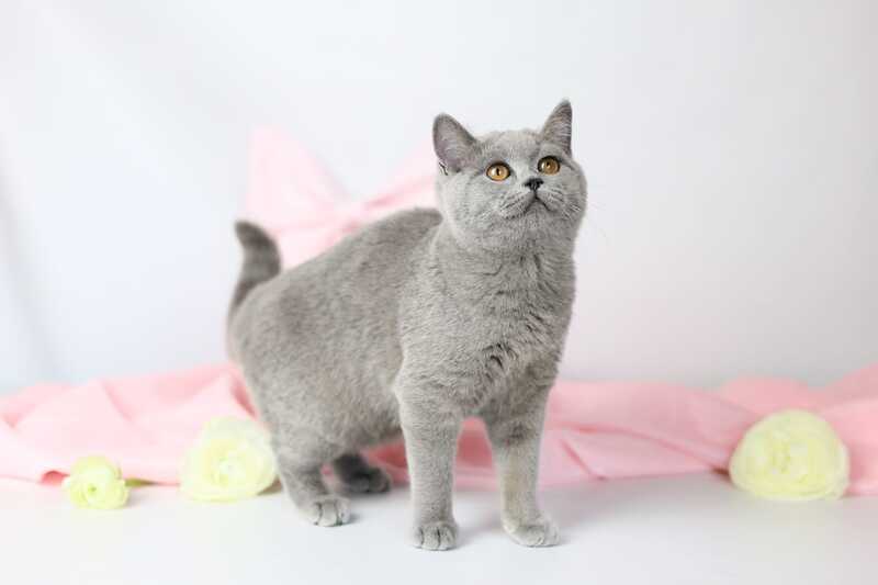 Miranda British Shorthair female blue - live animals