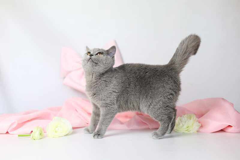 Miranda British Shorthair female blue - live animals