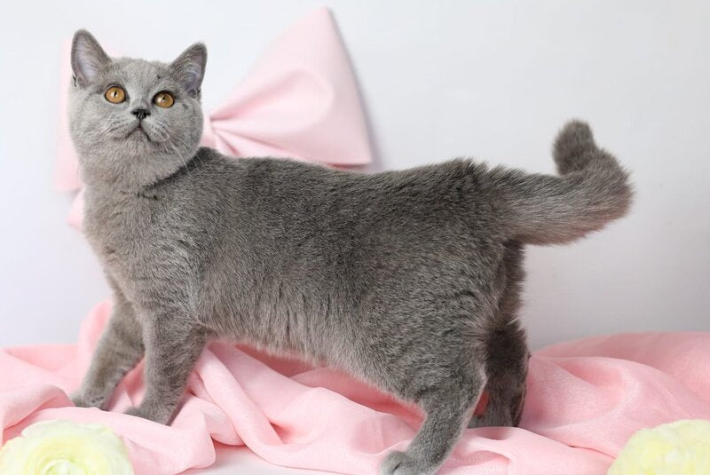 Miranda British Shorthair female blue - live animals