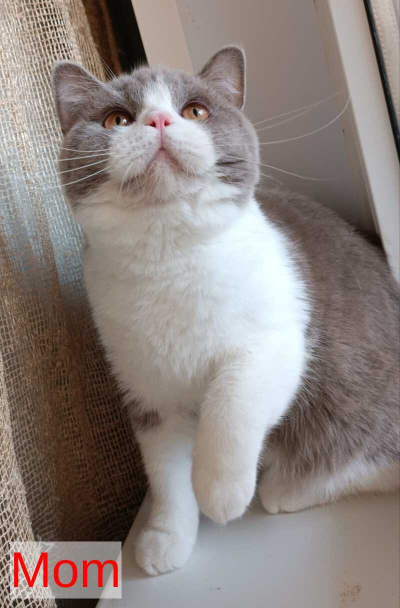 Miranda British Shorthair female blue - live animals