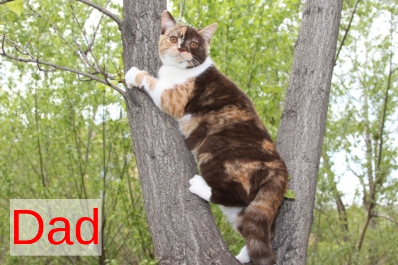 Miranda British Shorthair female blue - live animals