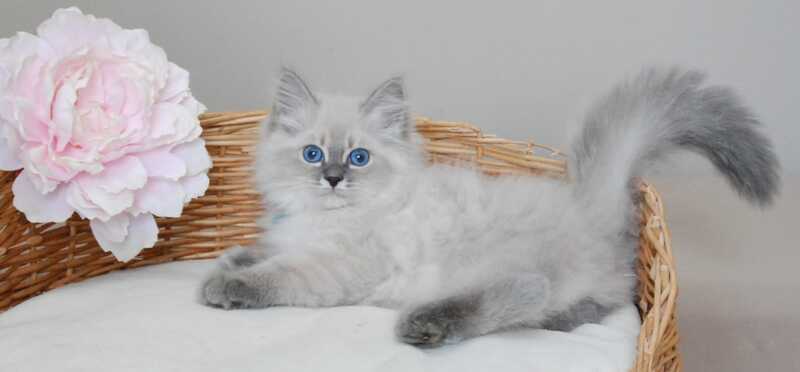 Agata Siberian female blue tabby pointed - live animals