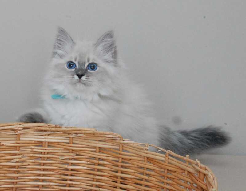 Agata Siberian female blue tabby pointed - live animals