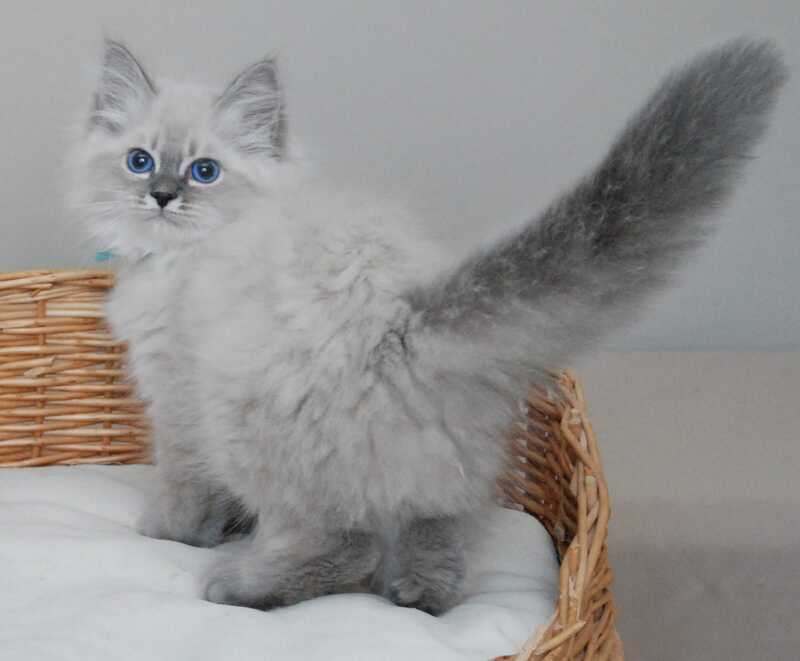 Agata Siberian female blue tabby pointed - live animals