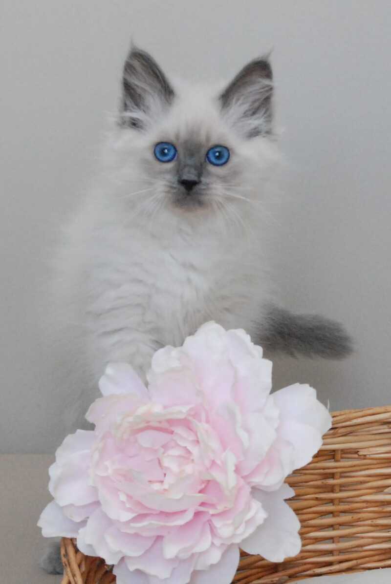 Agasha Siberian female blue pointed - live animals