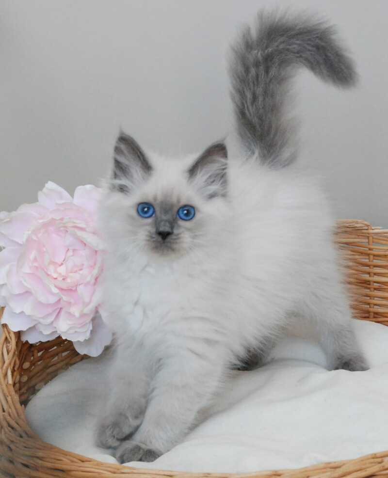 Agasha Siberian female blue pointed - live animals