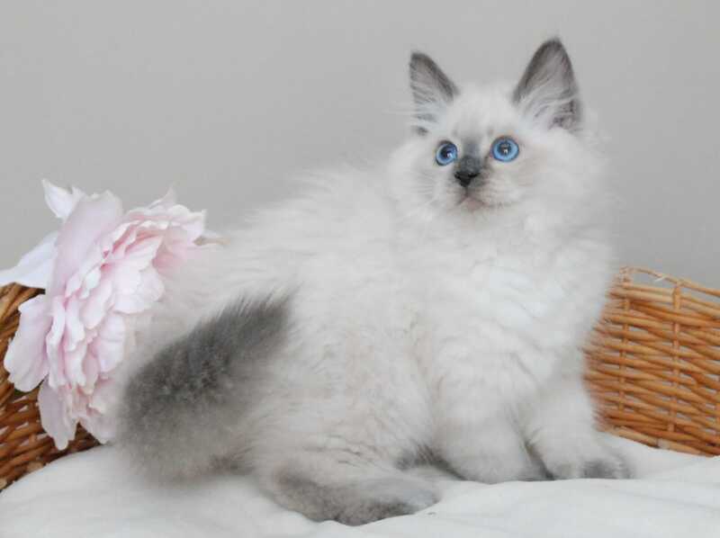 Almaz Siberian male blue pointed - live animals