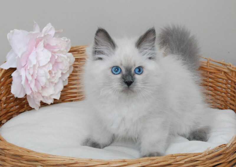 Almaz Siberian male blue pointed - live animals