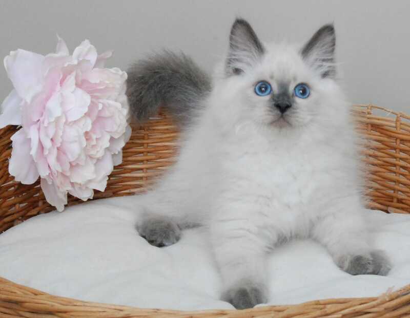 Almaz Siberian male blue pointed - live animals