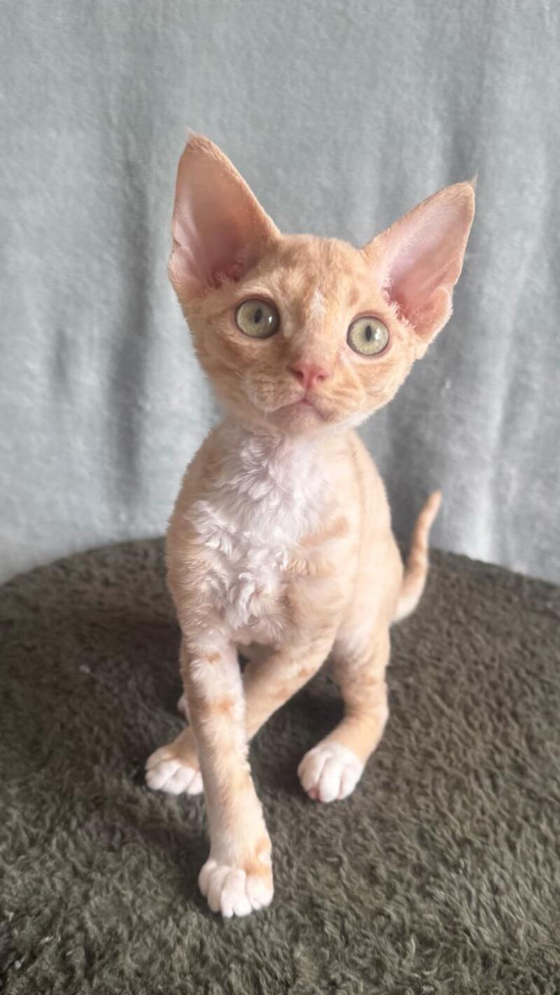 Lumea Devon Rex female red bicolour - live animals