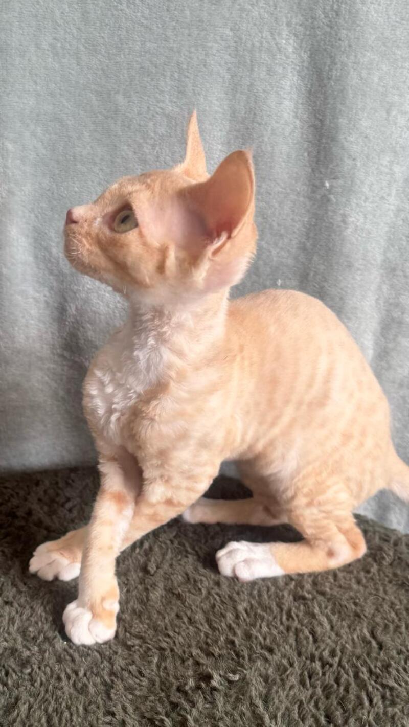Lumea Devon Rex female red bicolour - live animals
