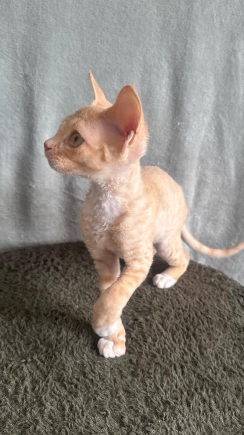 Lumea Devon Rex female red bicolour - live animals