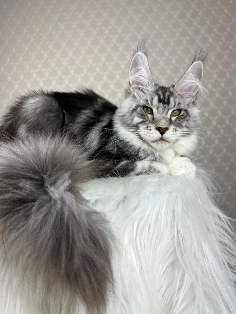 Lovejoy Maine Coon male black silver tabby with white - live animals