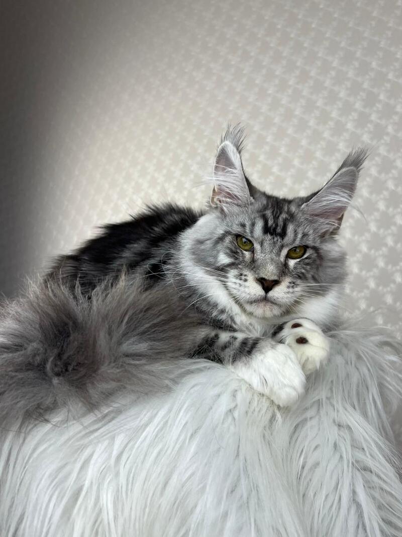 Lovejoy Maine Coon male black silver tabby with white - live animals