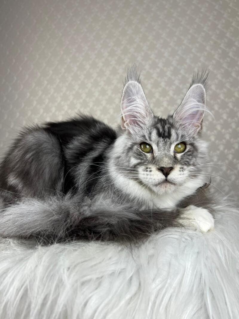 Lovejoy Maine Coon male black silver tabby with white - live animals