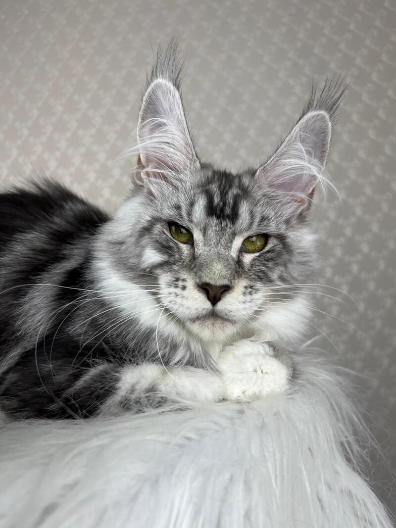 Lovejoy Maine Coon male black silver tabby with white - live animals