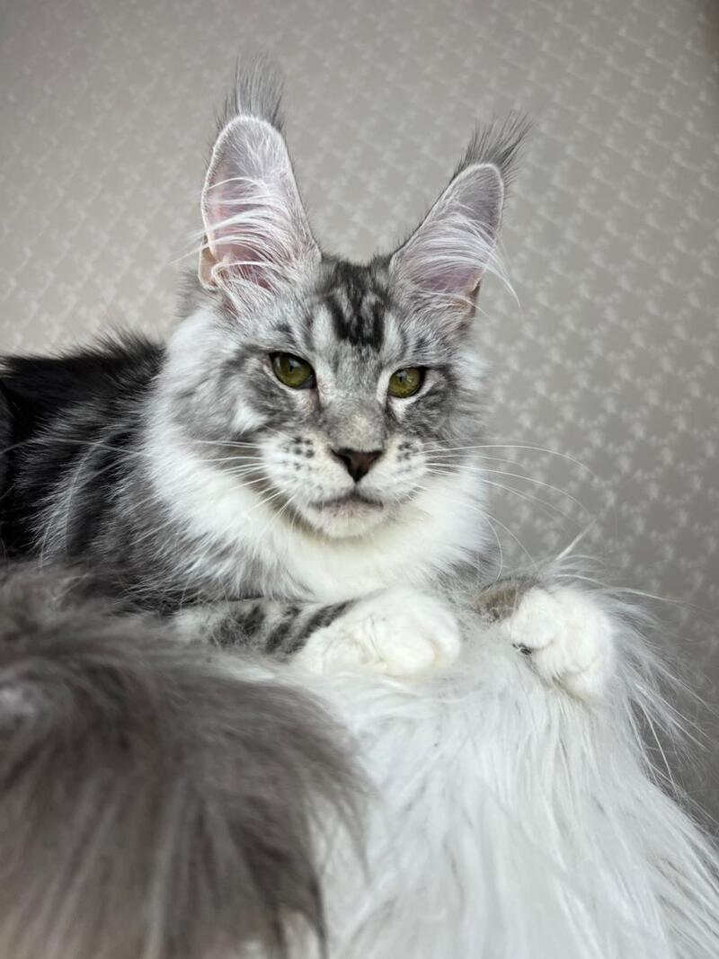 Lovejoy Maine Coon male black silver tabby with white - live animals
