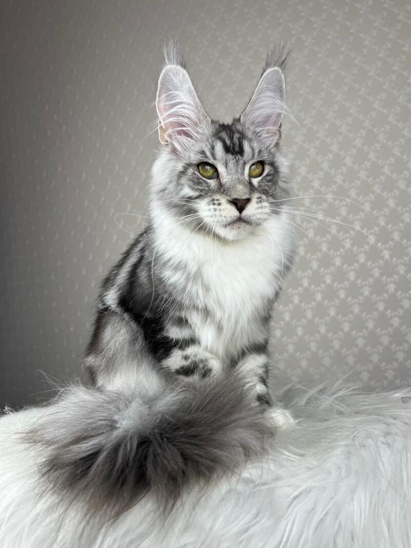 Lovejoy Maine Coon male black silver tabby with white - live animals