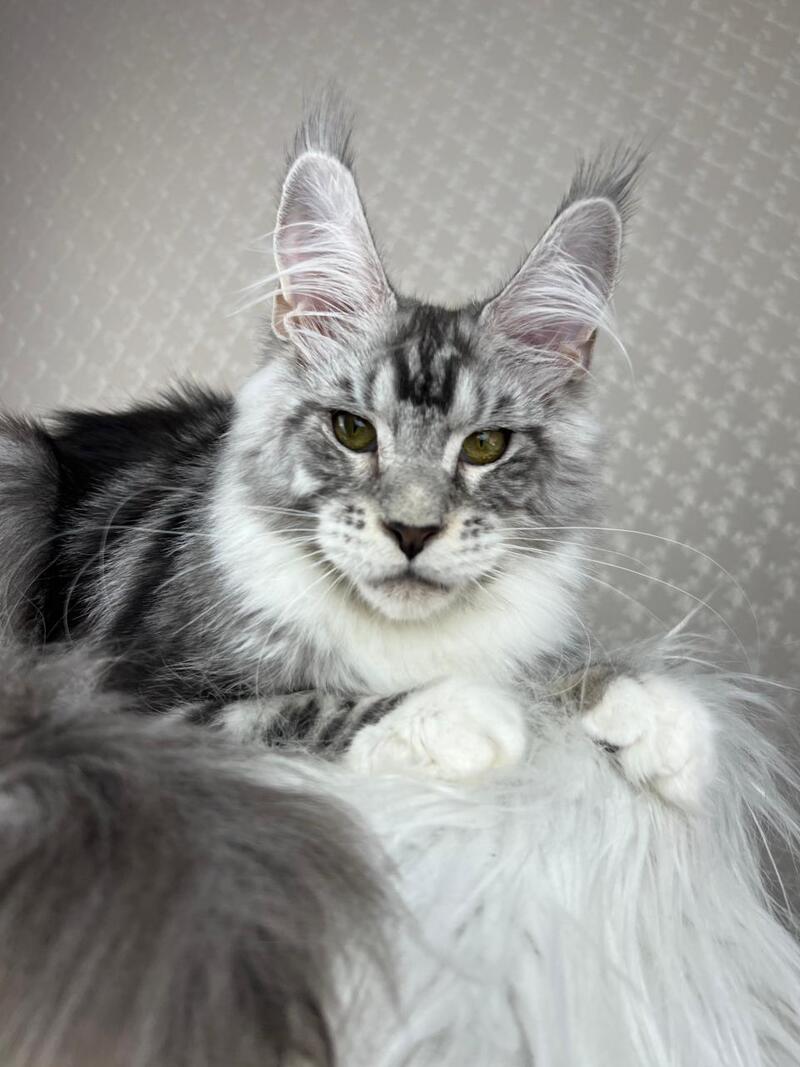 Lovejoy Maine Coon male black silver tabby with white - live animals