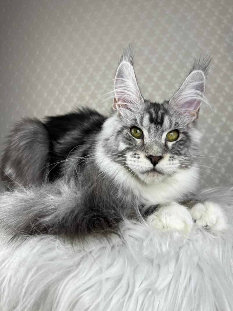 Lovejoy Maine Coon male black silver tabby with white - live animals