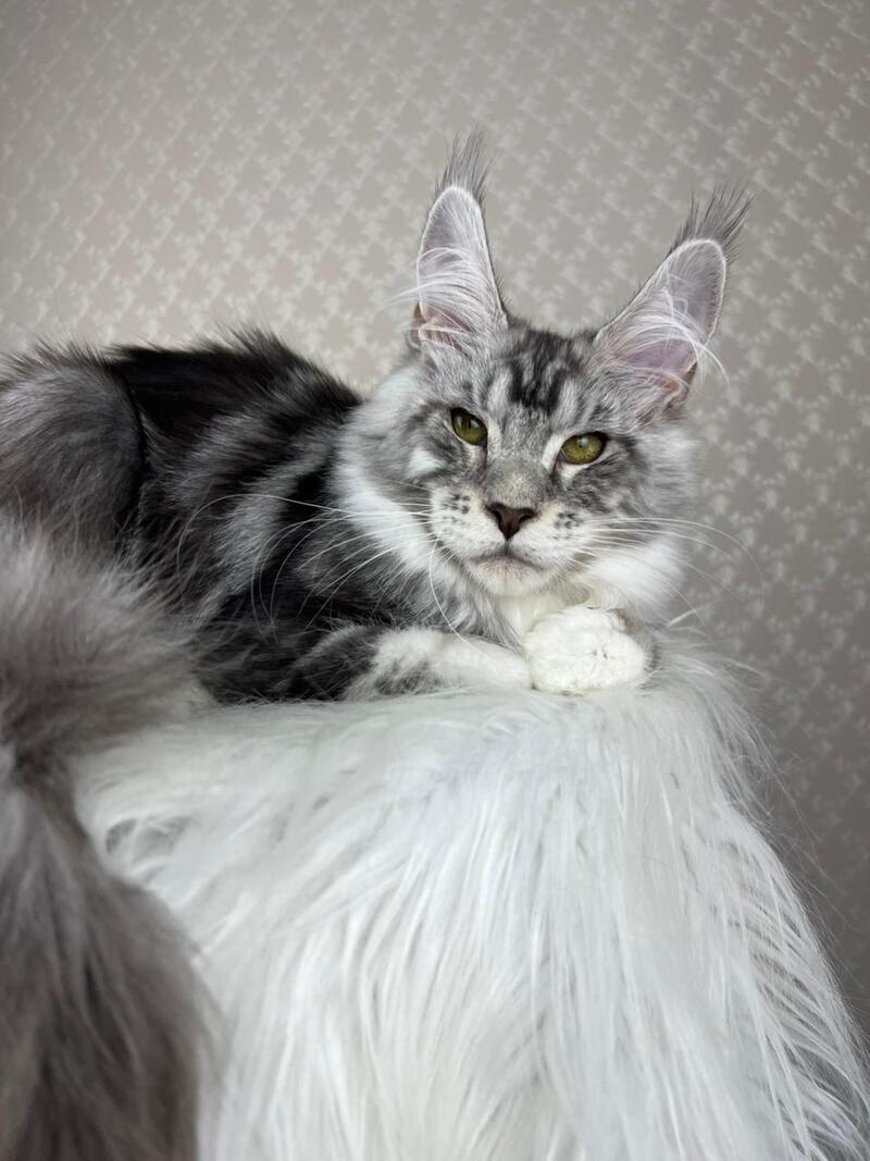 Lovejoy Maine Coon male black silver tabby with white - live animals