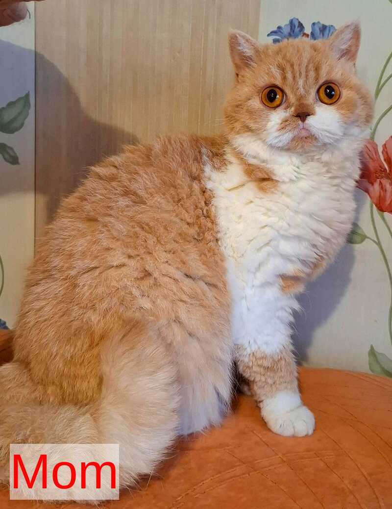 Paulina Selkirk Rex female fawn tortie bicolour - live animals
