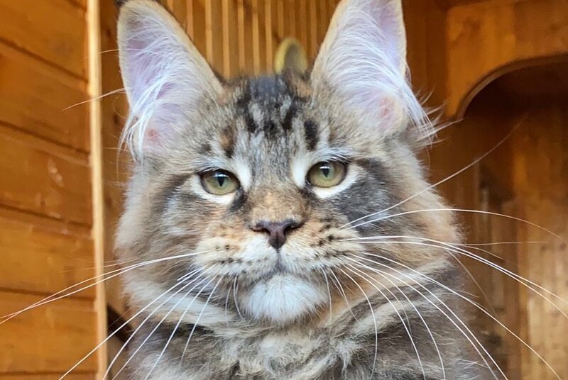 Fifa Maine Coon female, blue tortie tabby