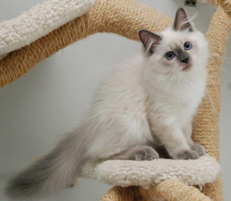 Almaz Siberian male blue pointed - live animals