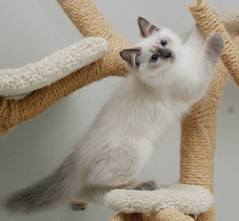 Almaz Siberian male blue pointed - live animals