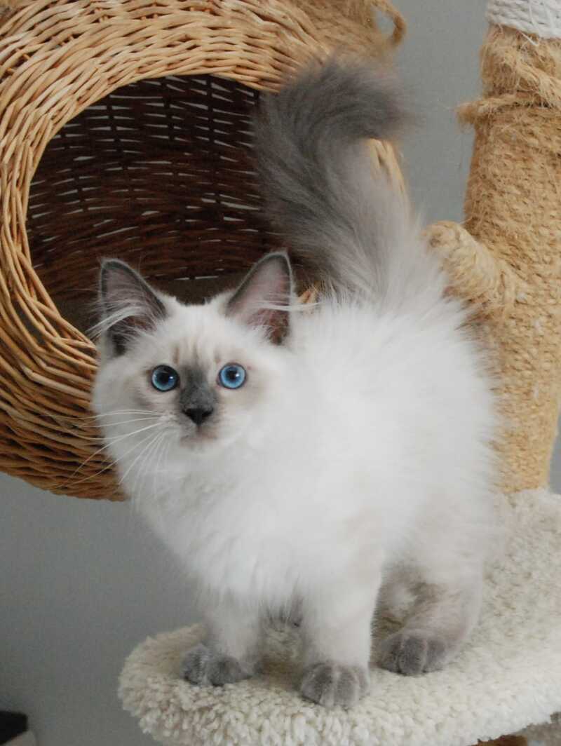 Almaz Siberian male blue pointed - live animals