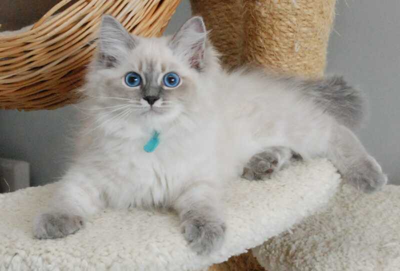 Agata Siberian female blue tabby pointed - Full Payment - live animals