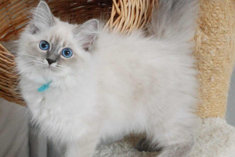 Agata Siberian female blue tabby pointed - Full Payment - live animals