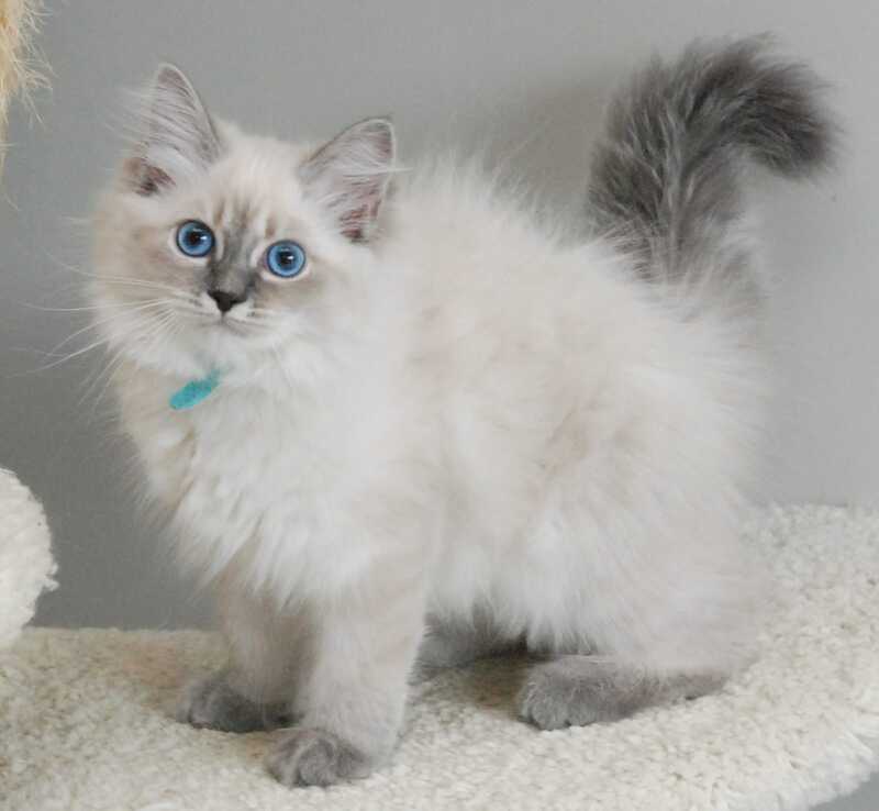 Agata Siberian female blue tabby pointed - Full Payment - live animals