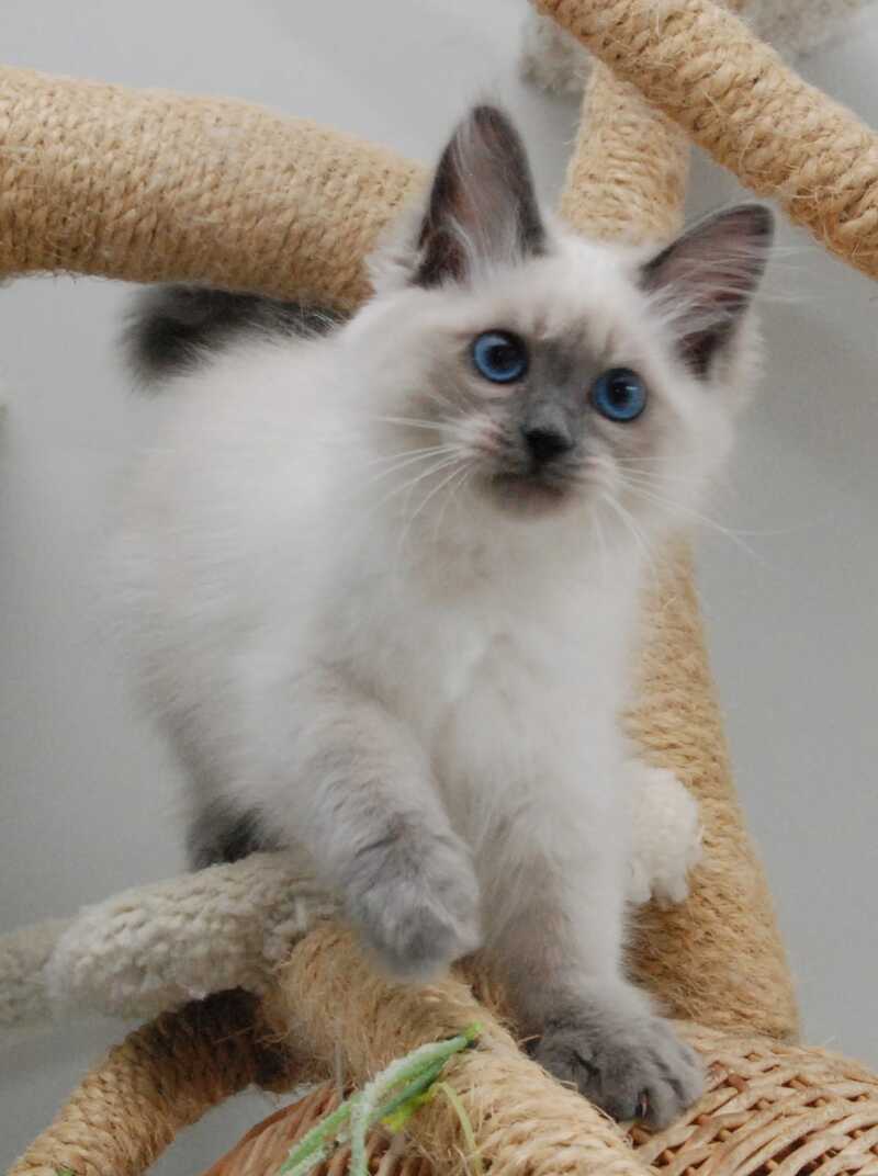 Agasha Siberian female blue pointed - live animals