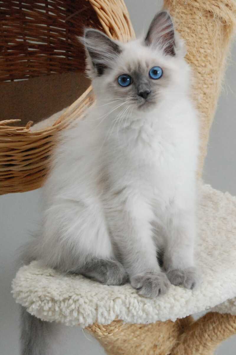 Agasha Siberian female blue pointed - live animals