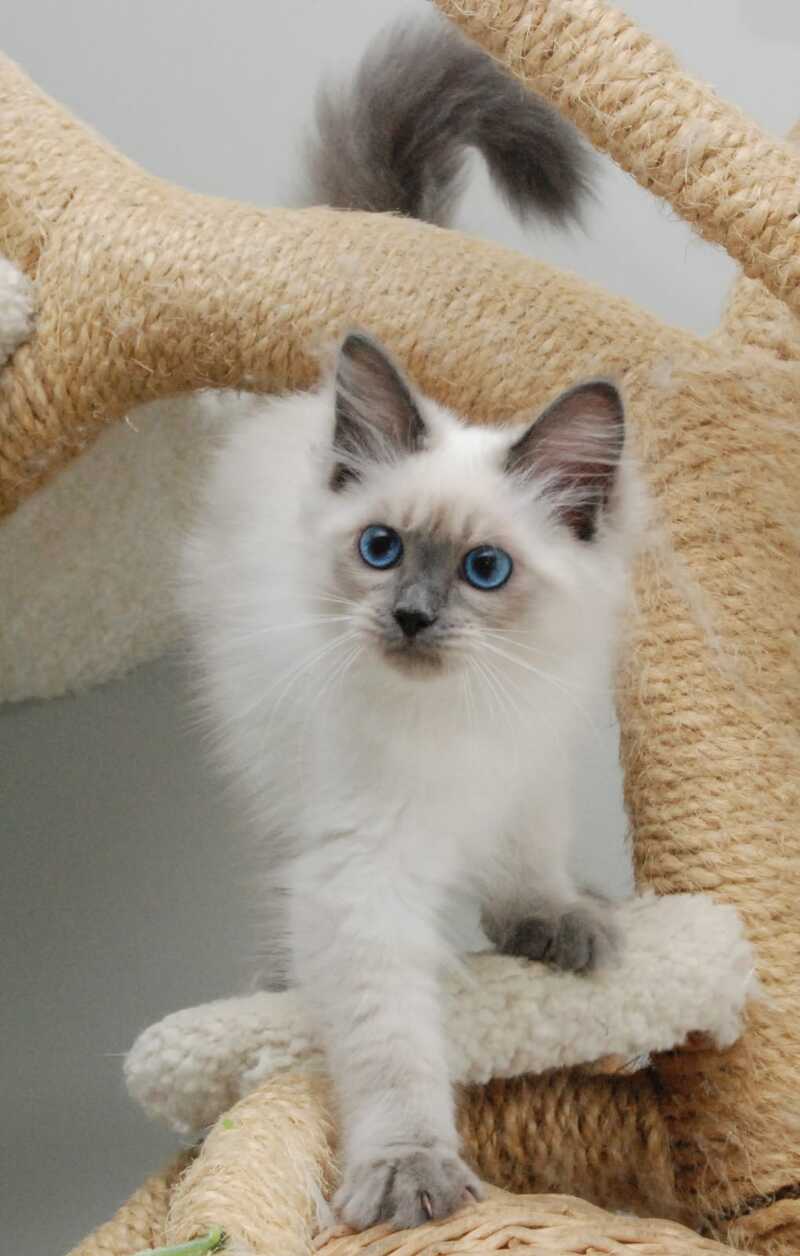 Agasha Siberian female blue pointed - live animals