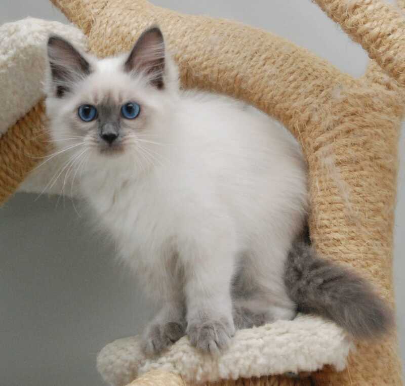Agasha Siberian female blue pointed - live animals