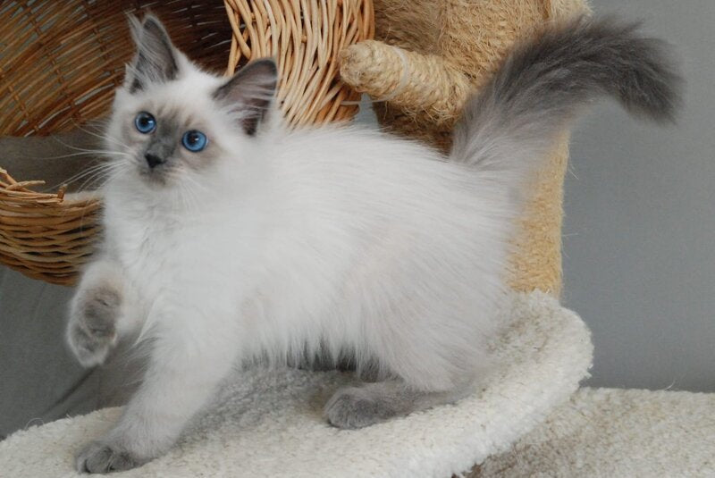Agasha Siberian female blue pointed - live animals
