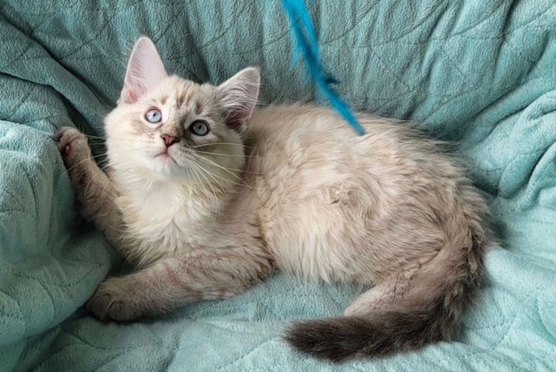 Boston Siberian male, blue tabby pointed