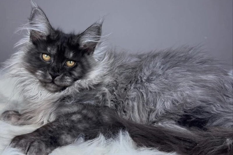 Xemfilda Maine Coon female, black silver