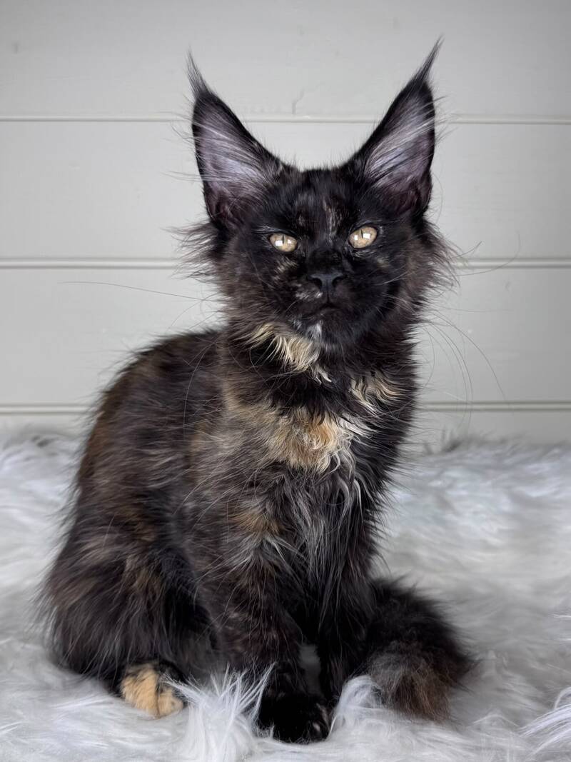Agness Maine Coon female black tortie - live animals