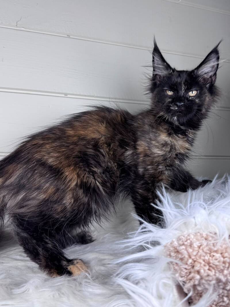 Agness Maine Coon female black tortie - live animals