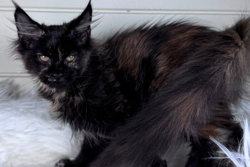 Agness Maine Coon female, black tortie