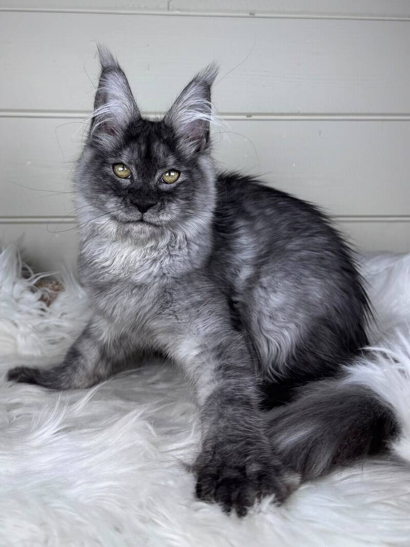 Vanessa Maine Coon female black silver - live animals