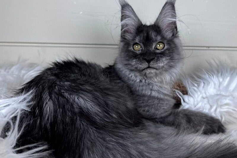 Vanessa Maine Coon female black silver - live animals
