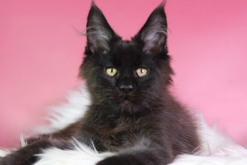 Zigmund Maine Coon male, black