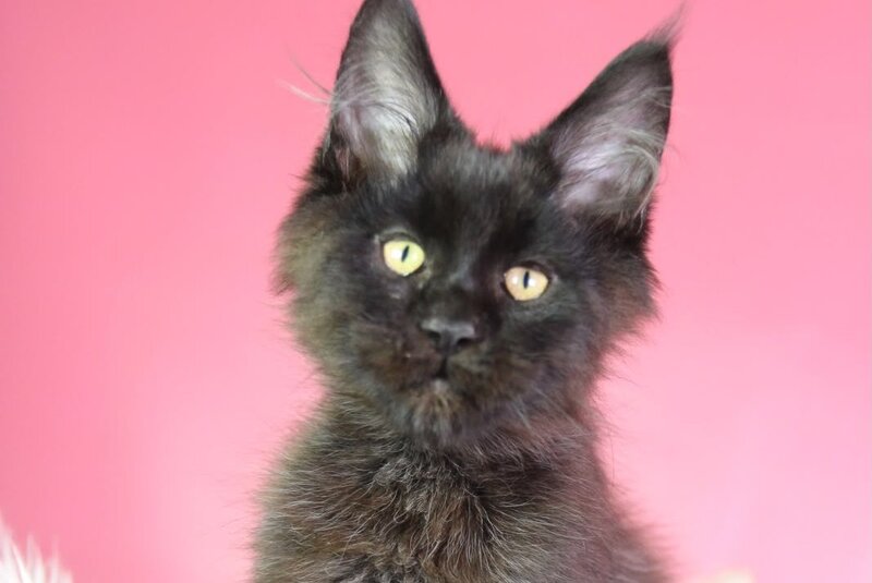 Zigmund Maine Coon male, black