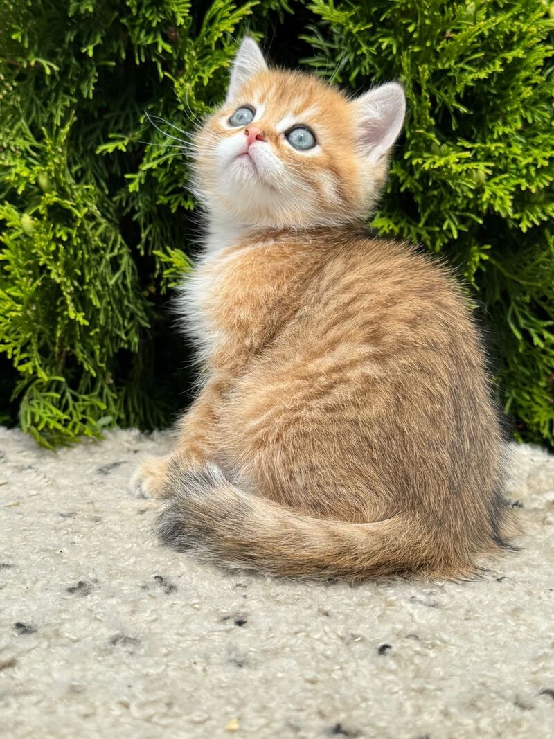 Gena Scottish Straight male black golden shaded - live animals