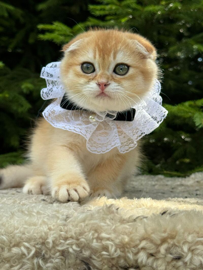 Elisey Scottish Fold male black golden chinchilla - live animals