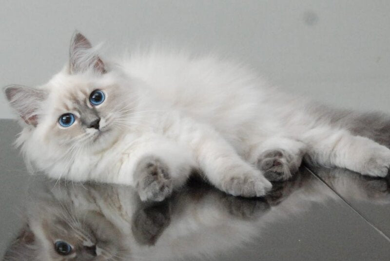 Agata Siberian female blue tabby pointed - Full Payment - live animals